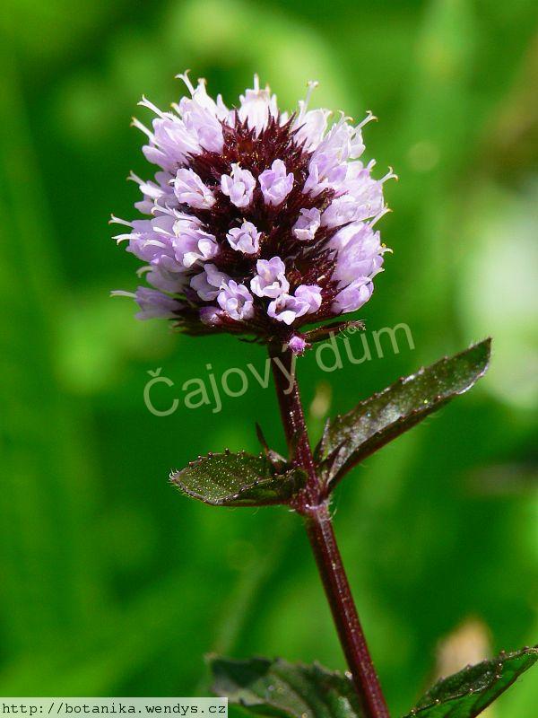 Máta kadeřavá nať řezaná